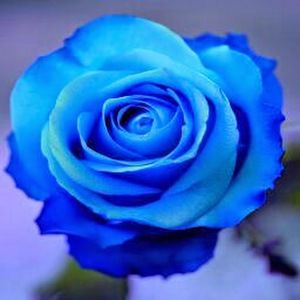 Meet your Posher, Gillian